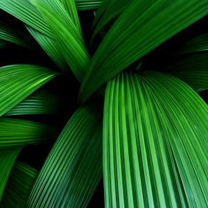 Preview wallpaper palm, leaves, macro