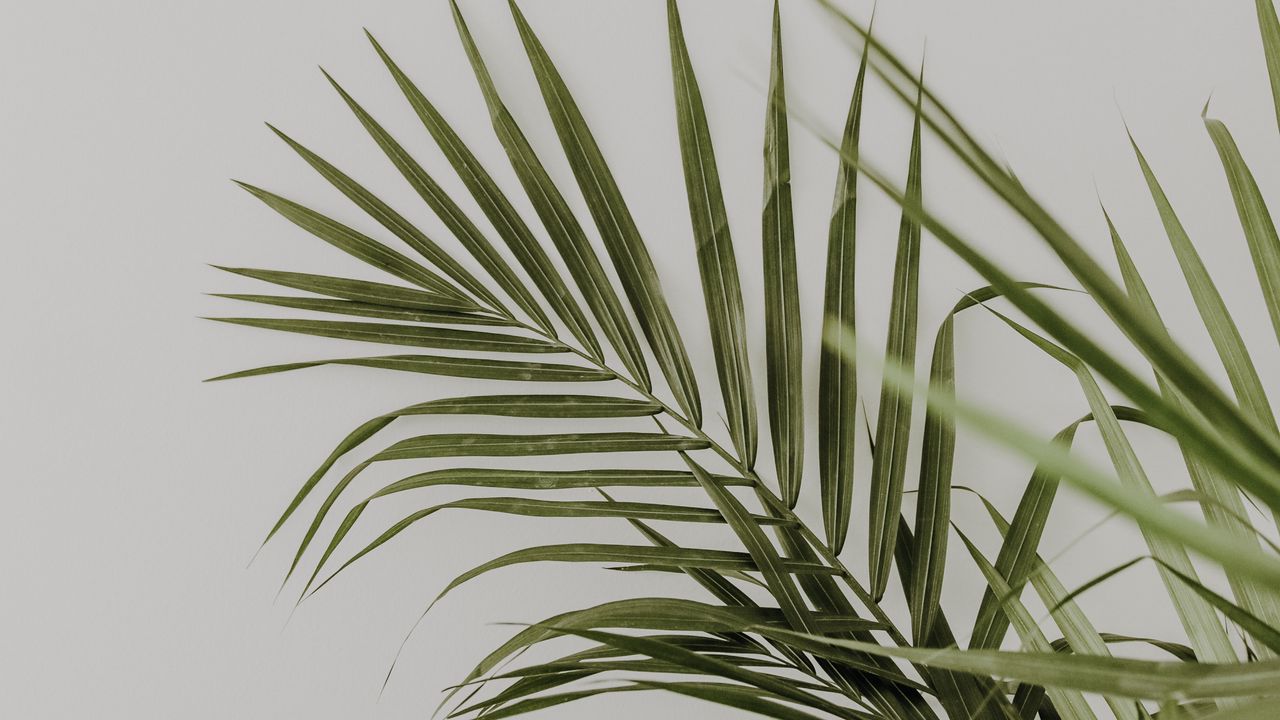 Wallpaper palm, leaves, minimalism, plant, green