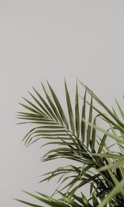 Preview wallpaper palm, leaves, minimalism, plant, green