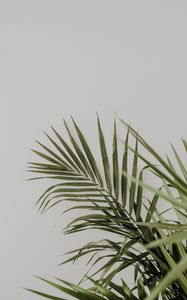 Preview wallpaper palm, leaves, minimalism, plant, green