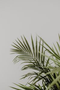 Preview wallpaper palm, leaves, minimalism, plant, green