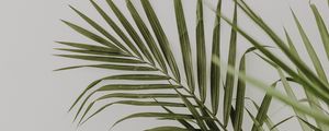 Preview wallpaper palm, leaves, minimalism, plant, green