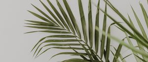 Preview wallpaper palm, leaves, minimalism, plant, green