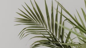 Preview wallpaper palm, leaves, minimalism, plant, green