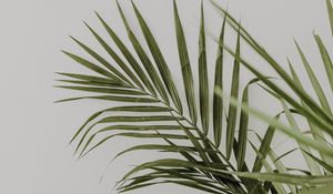 Preview wallpaper palm, leaves, minimalism, plant, green