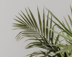 Preview wallpaper palm, leaves, minimalism, plant, green