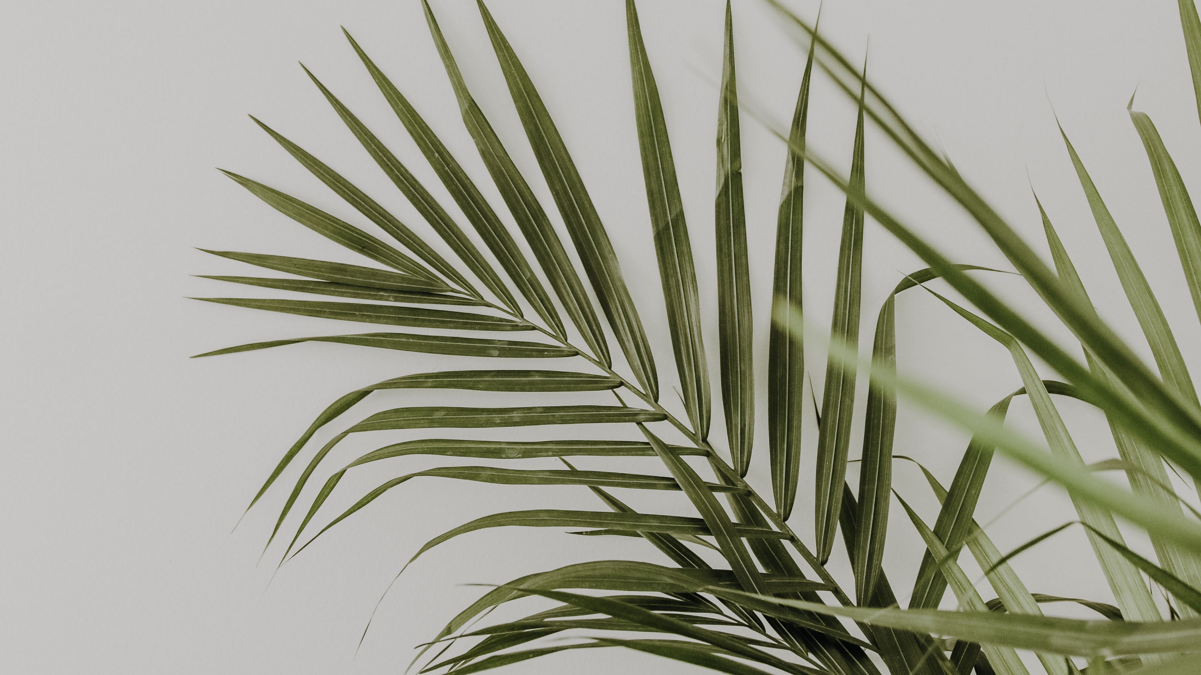 Download wallpaper 3840x2160 palm, leaves, minimalism, plant, green 4k ...