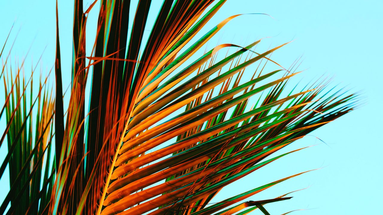 Wallpaper palm leaves, palm, leaves, tropics