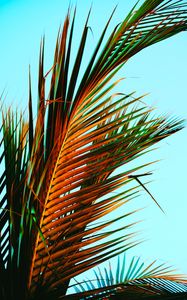 Preview wallpaper palm leaves, palm, leaves, tropics