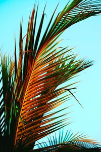 Preview wallpaper palm leaves, palm, leaves, tropics