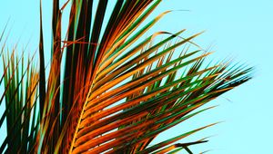 Preview wallpaper palm leaves, palm, leaves, tropics