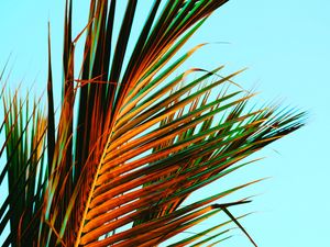 Preview wallpaper palm leaves, palm, leaves, tropics