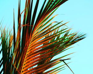 Preview wallpaper palm leaves, palm, leaves, tropics