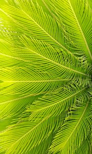 Preview wallpaper palm, leaves, plant, aerial view, green