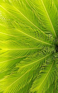 Preview wallpaper palm, leaves, plant, aerial view, green