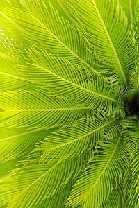 Preview wallpaper palm, leaves, plant, aerial view, green