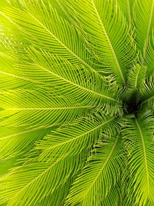 Preview wallpaper palm, leaves, plant, aerial view, green