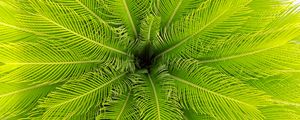 Preview wallpaper palm, leaves, plant, aerial view, green