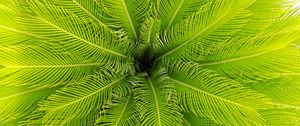 Preview wallpaper palm, leaves, plant, aerial view, green