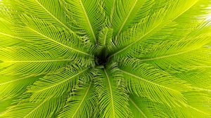 Preview wallpaper palm, leaves, plant, aerial view, green