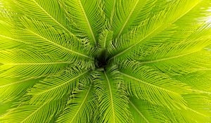 Preview wallpaper palm, leaves, plant, aerial view, green