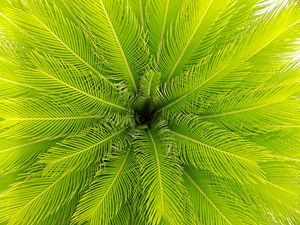 Preview wallpaper palm, leaves, plant, aerial view, green