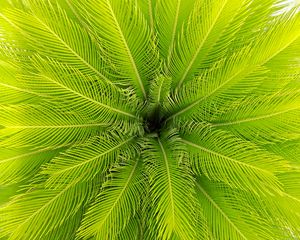 Preview wallpaper palm, leaves, plant, aerial view, green