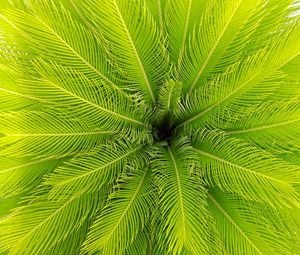 Preview wallpaper palm, leaves, plant, aerial view, green