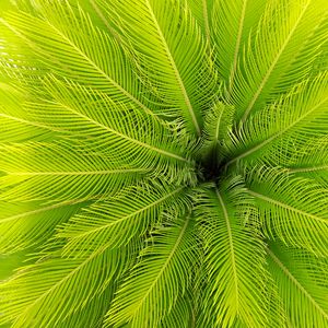 Preview wallpaper palm, leaves, plant, aerial view, green