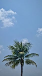 Preview wallpaper palm, leaves, sky, tree