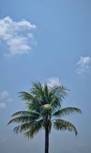 Preview wallpaper palm, leaves, sky, tree