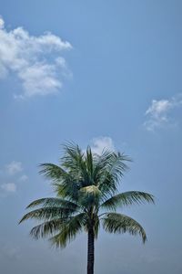 Preview wallpaper palm, leaves, sky, tree