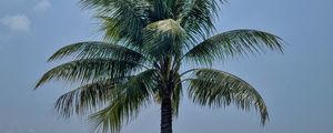 Preview wallpaper palm, leaves, sky, tree