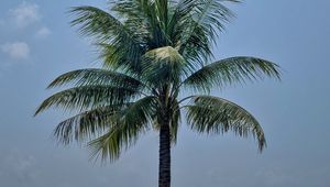 Preview wallpaper palm, leaves, sky, tree