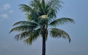 Preview wallpaper palm, leaves, sky, tree