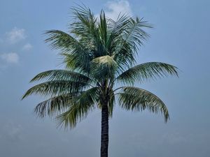 Preview wallpaper palm, leaves, sky, tree