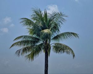 Preview wallpaper palm, leaves, sky, tree