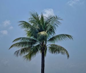 Preview wallpaper palm, leaves, sky, tree