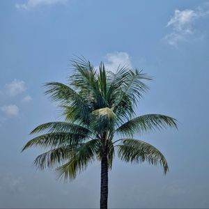 Preview wallpaper palm, leaves, sky, tree