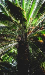 Preview wallpaper palm, leaves, stem, shadows, dark, nature