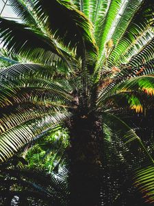 Preview wallpaper palm, leaves, stem, shadows, dark, nature
