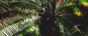 Preview wallpaper palm, leaves, stem, shadows, dark, nature