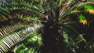 Preview wallpaper palm, leaves, stem, shadows, dark, nature