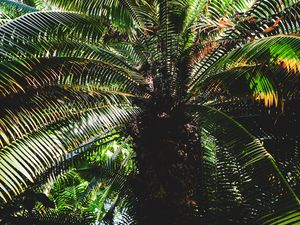 Preview wallpaper palm, leaves, stem, shadows, dark, nature