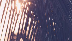 Preview wallpaper palm, leaves, sunlight, blur