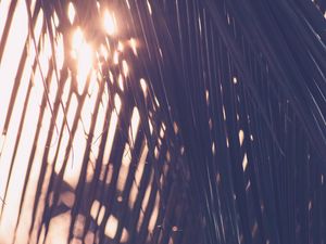 Preview wallpaper palm, leaves, sunlight, blur