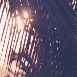 Preview wallpaper palm, leaves, sunlight, blur