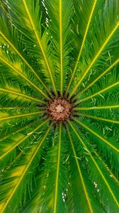Preview wallpaper palm, leaves, tree, macro, green