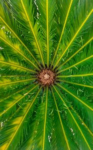 Preview wallpaper palm, leaves, tree, macro, green