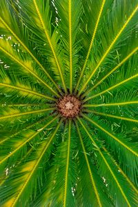 Preview wallpaper palm, leaves, tree, macro, green